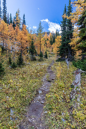 Hiking through a larch forest between Scarab Lake and Mummy Lake.