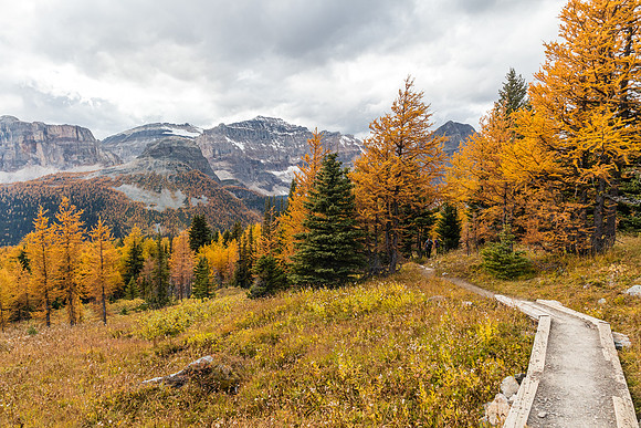 Ascending through larches to Healy Pass from Pharaoh Creek.