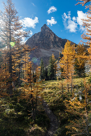 Hiking through a larch forest between Scarab Lake and Mummy Lake.