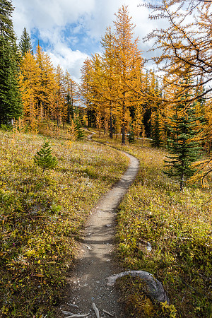 Ascending through larches to Healy Pass from Pharaoh Creek.