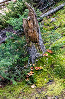Lots of mushrooms along the Healy Creek trail.