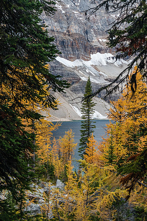 Scarab Lake and larches.