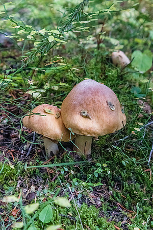 Ascending back to Healy Pass. Lots of mushrooms in this wet year.