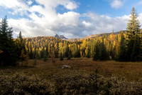 Hiking through the Healy Meadows to Healy Pass in Larch Heaven.