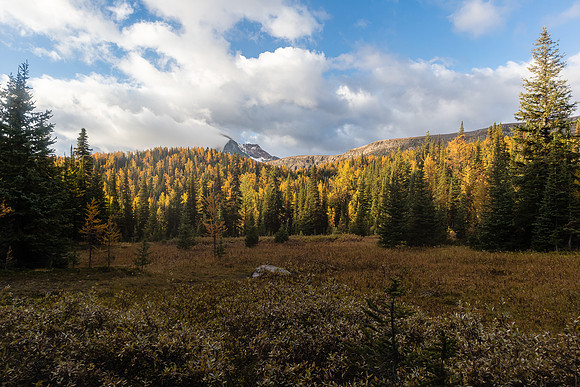 Hiking through the Healy Meadows to Healy Pass in Larch Heaven.