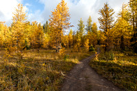 Hiking through the Healy Meadows to Healy Pass in Larch Heaven.