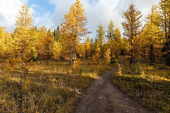 Hiking through the Healy Meadows to Healy Pass in Larch Heaven.