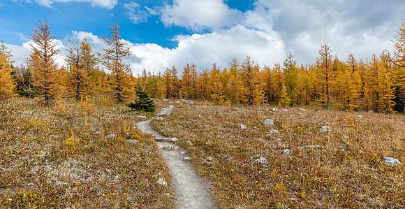 Ascending through larches to Healy Pass from Pharaoh Creek.