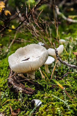 Lots of mushrooms along the Healy Creek trail.
