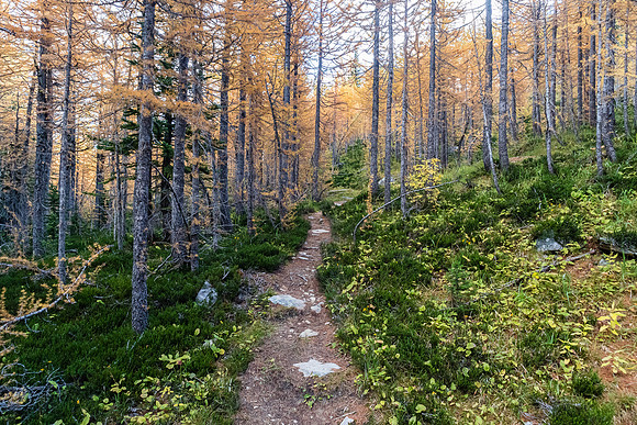 Hiking through a larch forest between Scarab Lake and Mummy Lake.