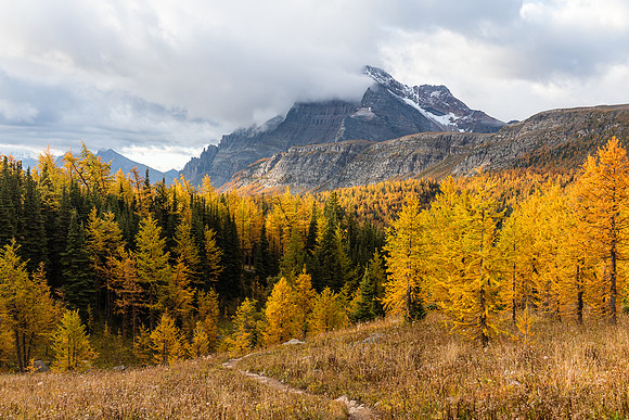 The Monarch over Larches in the Healy Meadows,