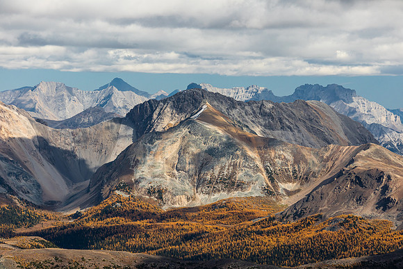 Black Brett and larches.