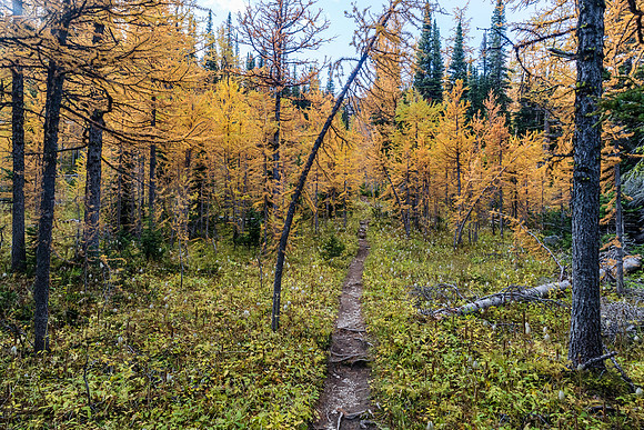 Hiking through a larch forest between Scarab Lake and Mummy Lake.