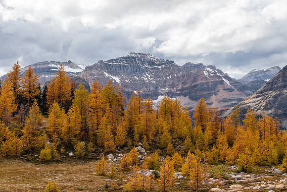 Ascending through larches to Healy Pass from Pharaoh Creek.