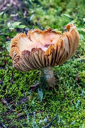 Lots of mushrooms along the Healy Creek trail.