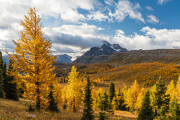 The Monarch over Larches in the Healy Meadows,