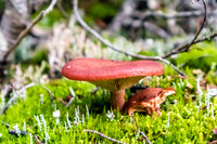 Lots of mushrooms along the Healy Creek trail.