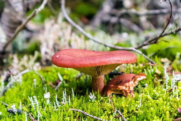 Lots of mushrooms along the Healy Creek trail.