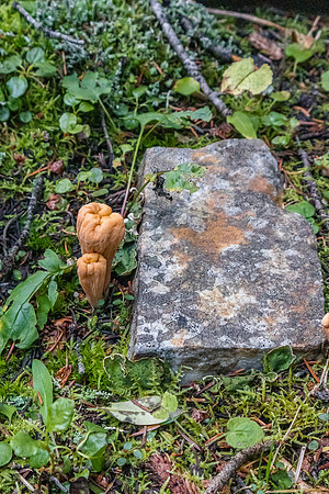 Ascending back to Healy Pass. Lots of mushrooms in this wet year.