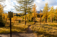 Hiking through the Healy Meadows to Healy Pass in Larch Heaven.