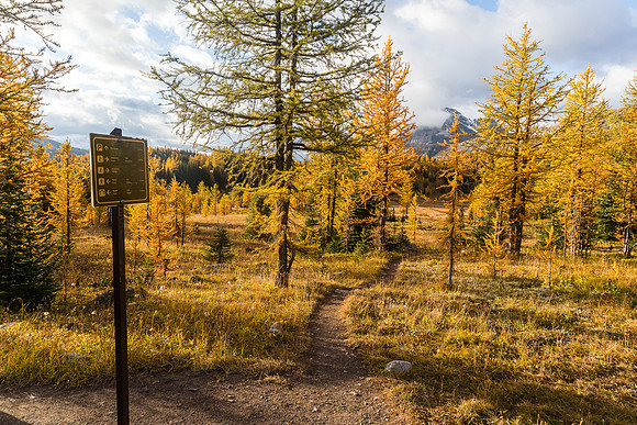 Hiking through the Healy Meadows to Healy Pass in Larch Heaven.