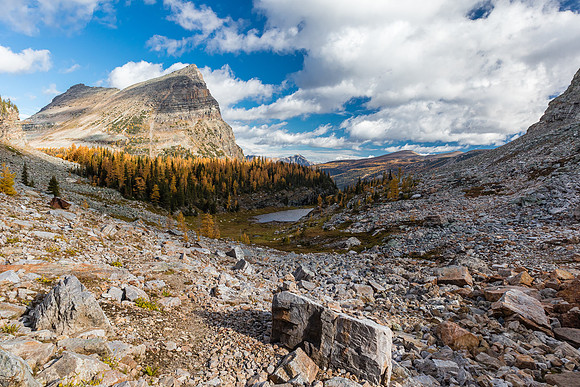 Views over the larch forest back towards Pharaoh Peaks.