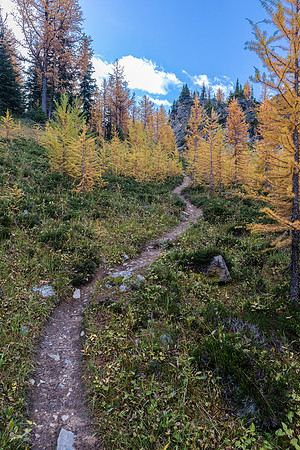 Hiking through a larch forest between Scarab Lake and Mummy Lake.