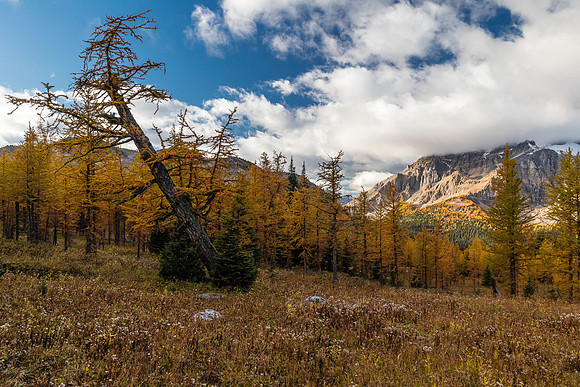 Hiking down to Pharaoh Creek from Healy Pass.