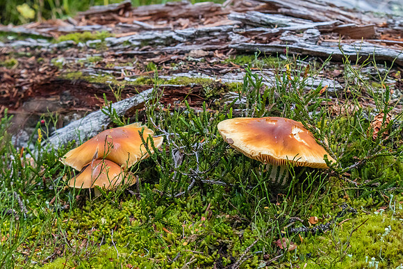 Ascending back to Healy Pass. Lots of mushrooms in this wet year.