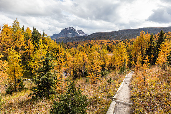 Descending Healy Meadows to Healy Creek through a forest of Larches.Descending Healy Meadows to Healy Creek through a forest of Larches.