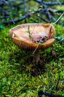 Lots of mushrooms along the Healy Creek trail.