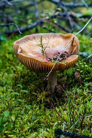 Lots of mushrooms along the Healy Creek trail.