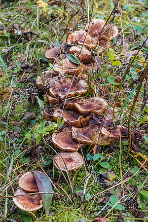 Ascending back to Healy Pass. Lots of mushrooms in this wet year.