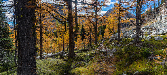 Hiking through a larch forest between Scarab Lake and Mummy Lake.