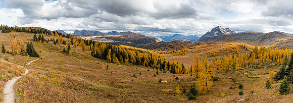 Descending Healy Meadows to Healy Creek through a forest of Larches.