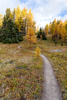 Hiking through the Healy Meadows to Healy Pass in Larch Heaven.