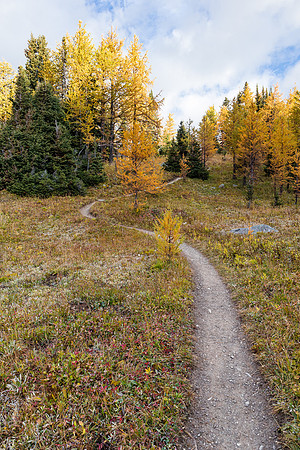 Hiking through the Healy Meadows to Healy Pass in Larch Heaven.