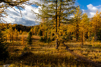 Hiking through the Healy Meadows to Healy Pass in Larch Heaven.