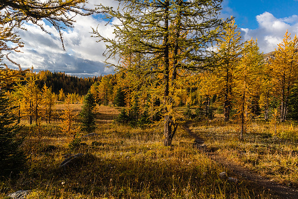 Hiking through the Healy Meadows to Healy Pass in Larch Heaven.