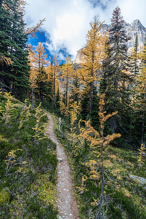 Hiking through a larch forest between Scarab Lake and Mummy Lake.