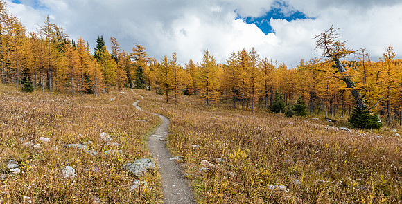 Ascending through larches to Healy Pass from Pharaoh Creek.