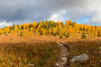 Hiking through the Healy Meadows to Healy Pass in Larch Heaven.