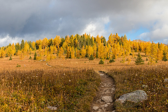 Hiking through the Healy Meadows to Healy Pass in Larch Heaven.