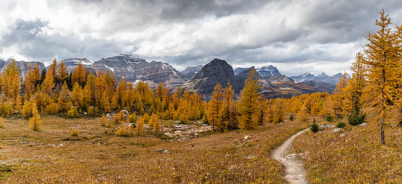 Ascending through larches to Healy Pass from Pharaoh Creek.