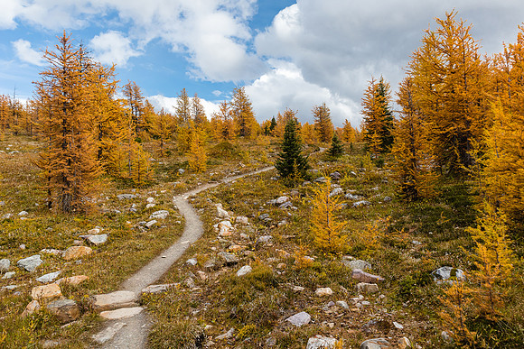 Ascending through larches to Healy Pass from Pharaoh Creek.