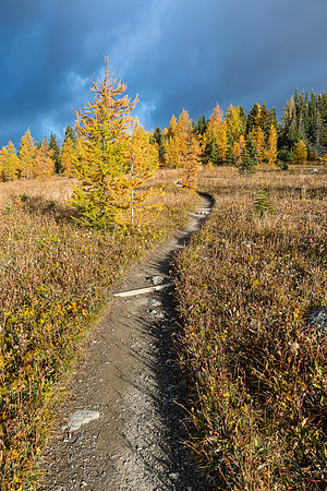 Hiking through the Healy Meadows to Healy Pass in Larch Heaven.