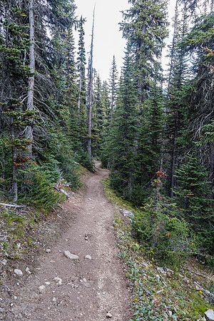 Back on the Healy Creek trail.