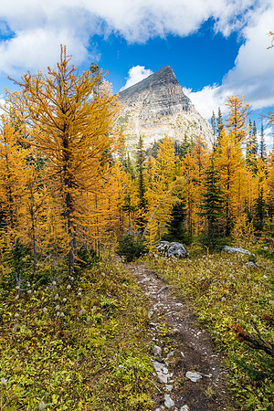 Hiking through a larch forest between Scarab Lake and Mummy Lake.