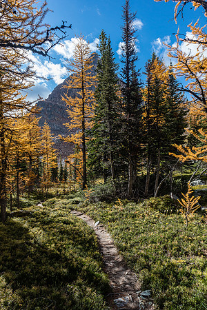 Hiking through a larch forest between Scarab Lake and Mummy Lake.