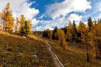 Hiking through the Healy Meadows to Healy Pass in Larch Heaven.